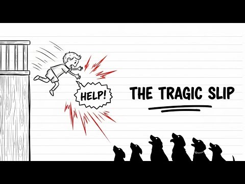 The Pittsburgh Zoo Tragedy: The 14-Foot Fall and the African Painted Dogs