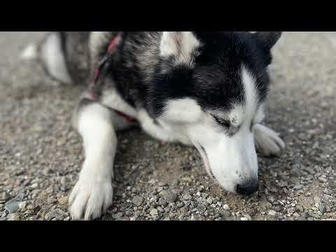 February 2026 Databricks Boot Camp Webinar