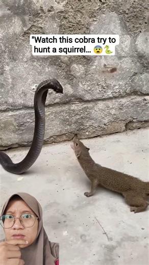 Watch This Cobra Try to Hunt a Squirrel 😨🐍 #animals #youtubeshorts