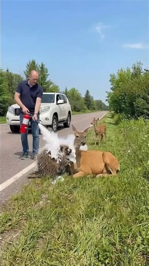 Unexpected Help — Man Saves a Deer Mother from a Dangerous Porcupine Encounter