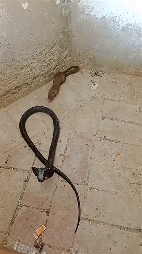 Mongoose v Cobra