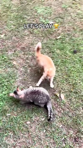 This Orange Cat Never Gets Tired of Playing With Its Sibling 😂