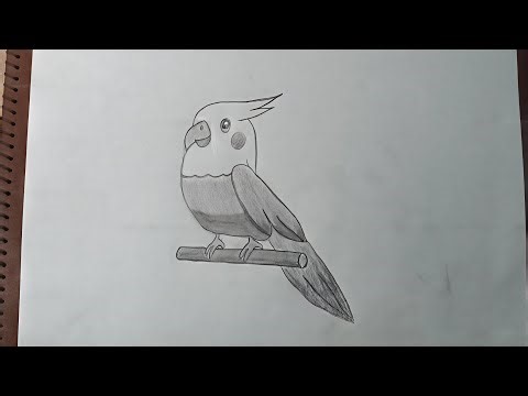 How to Drawing Dutch bride "step by step 