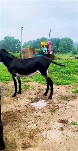 Funniest Donkey Ever Donkey Training the fun way 15