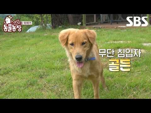 [예고] 고양이들의 파라다이스에 나타난 루시퍼 골든🐶 무단 침입에 기물 파손까지 하는 골든이의 정체는?! | TV 동물농장 | SBS