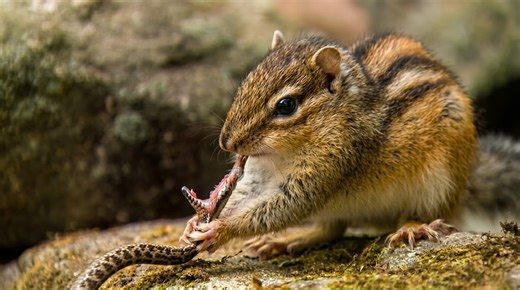 Watch what happens when a chipmunk hunts and eats live prey