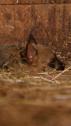 Pup Accidentally Falls Asleep in a Horse's Stall | Too Cute! | Animal Planet