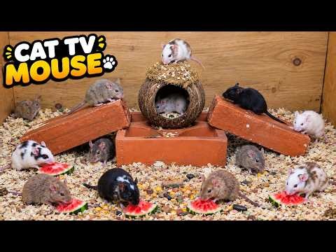 CAT TV MOUSE 🐭 Real Mice Everywhere! Running Through Hidden Tunnels, Holes & Burrows | 4 HOURS 4K