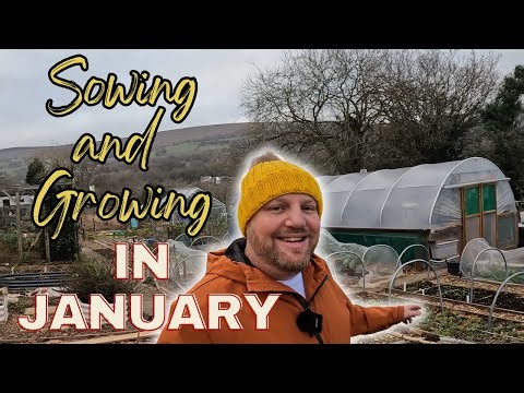 Sowing And Growing In January 2026 | Allotment Gardening UK