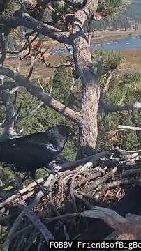 Ravens attacked the Nest and Tookover #fobbv #kaydee #baldeagle #shadow #shadowandkaydee #bigbear