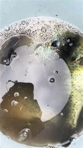 Shellcracker fishing in Georgia #explorepage #fishing #explore #shellcracker #outdoors like and sub