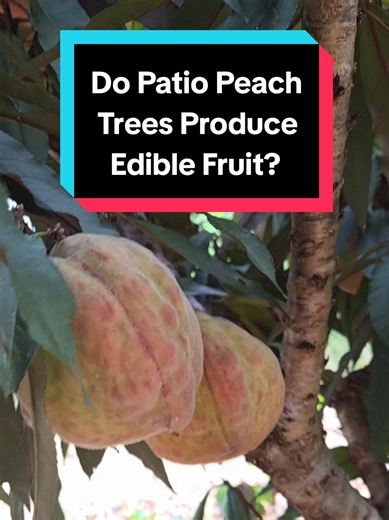 Do Patio Peach Trees Produce Edible Fruit? Patio Bonanza Harvest