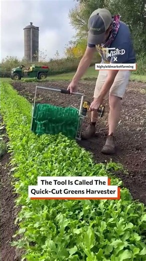How Arugula Goes From Farm to Your Plate 🌱🤯 Farming #Harvest #FreshProduce