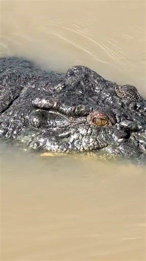 800kg+ of Saltwater Crocodile NT Australia