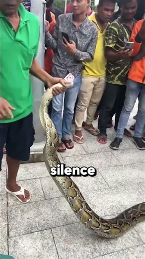 Sneaky python hides under car 🐍