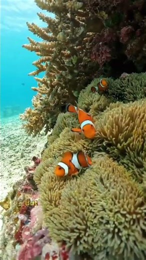 CLOWFISH : LIVING SAFELY AMONG DEADLY TENTACLES #education #shorts #fish #clownfish #facts #animal