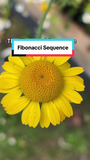Fibonacci Sequence in Daisies: How the 1-1-2-3-5-8 Pattern Forms