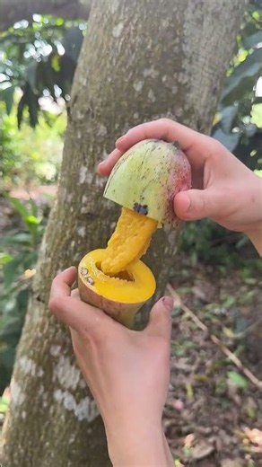Cutting Open a Ripe Mango Juicy ASMR
