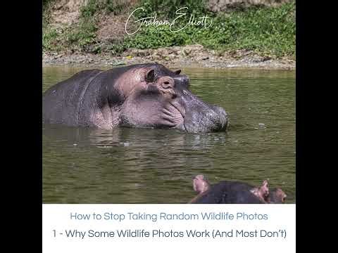 Stop Taking Random Wildlife Photos E1/4: Why Some Wildlife Photos Work (And Most Don't)