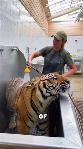 Things You Didn’t Know About Tigers #tiger #animalfacts #wildlife