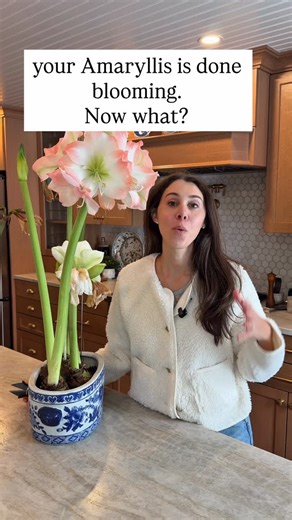 Amaryllis all done putting on its show for the season? Time to cut it back! Once your amaryllis has finished blooming, proper care allows the bulb to rebloom year after year. Cut off faded flowers to prevent seed formation, then remove the flower stalk—do not cut the leaves, as they produce energy through photosynthesis to replenish the bulb. Place the plant in a bright, sunny window and water regularly while fertilizing monthly with a balanced houseplant formula. In late spring, move it outdoor