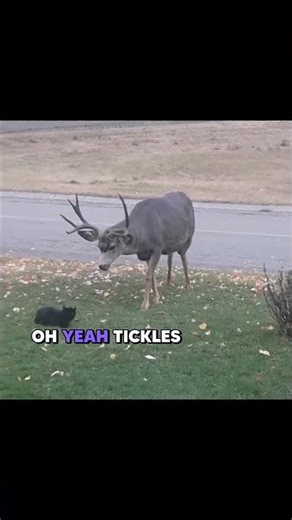 Cat Meets Deer