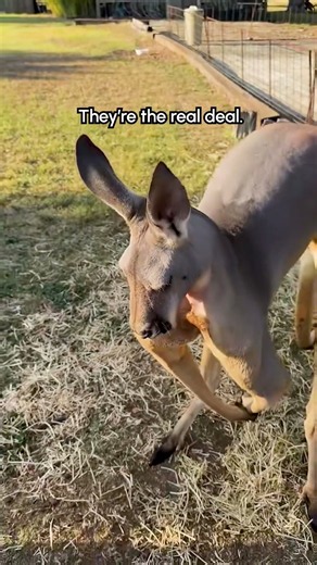 Kangaroo Stands Upright And Flexes
