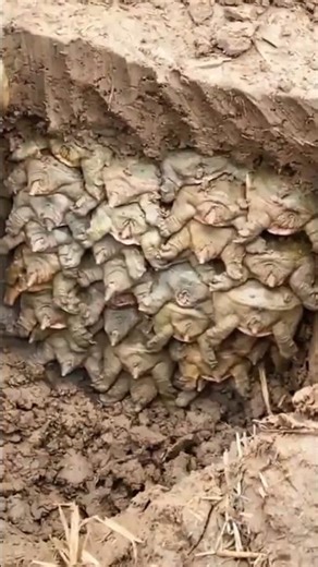 Why are turtles buried in the ground? 🐢✨ #turtle #softshellturtle #turtlefarm