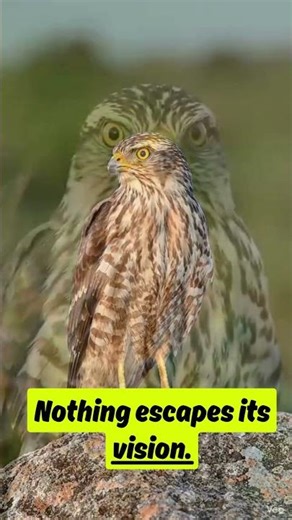 “This Silent Hunter Never Misses… Watch the hawk in Action 😳”