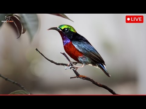 Magical Hummingbird Chirps | Stress Relief & Meditation | Breathtaking Forest Ambience