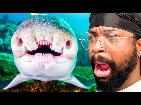 This Is Why You NEVER Look This Shark in the Eyes 😳