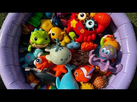 Learn Sea Animal Names and Facts| Learn Ocean Animal Cool facts for toddlers