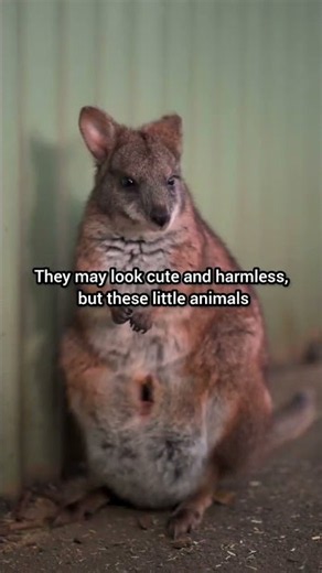 Why Does This Animal Always Look Like It’s Smiling? 😍 | Quokka #animals #wildlife #facts #nature
