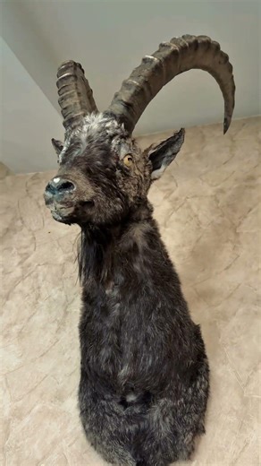 Trophy collection 1 /Altai ibex/ Full watch movie:https://www.youtube.com/watch?v=MmcXq4Uywj8&t=106s