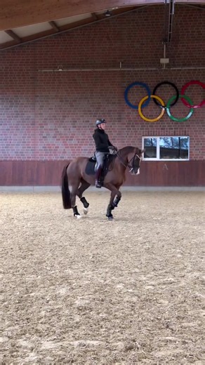 Dressage Stallion Highlights: Best Equestrian Horse Edits