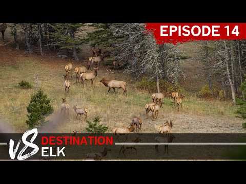 An ENCOUNTER with the DAGGER BULL - Episode 14: DEV8 (Destination Elk V8)