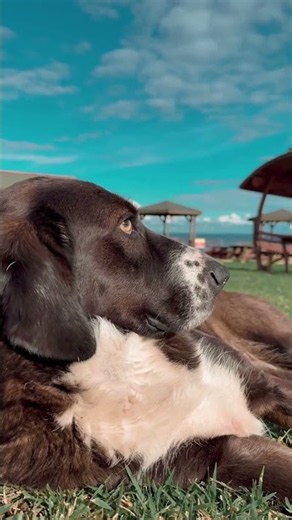 The Newfoundland's Secret Water-Rescue Paws 🐾