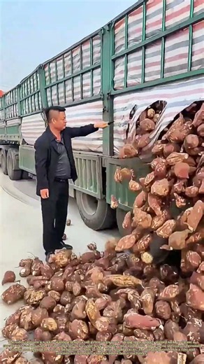 Releasing the Harvest: How a Worker Unloads a Truckload of Sweet Potatoes