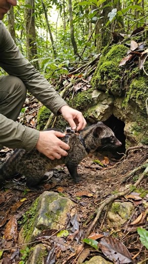 Civet POV | Hidden Cave Secrets Caught on Tiny Camera #Shorts