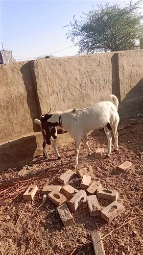 Cute Goat Moments in the DesertAmazing Goat Adventure in Thar Desert subscribe karo channel ko 🚀🙏🙏🙏🙏