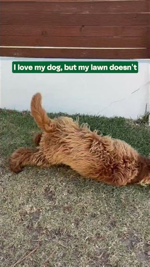 Dog Pee Leaving Yellow Patches on Your Lawn? Meet Doug 🐶