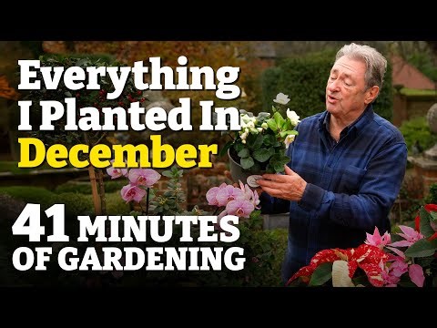 Episode 9: December - Winter Planting, Festive Containers & Christmas Magic!