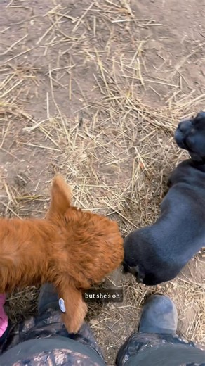 Posie & Pumpkin, 2 years ago today!!!🥹 Who was here for this in real time!?🐮💕 | Katie Van Slyke