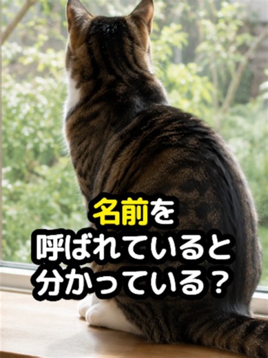 猫、あなたの声を無視しているだけかも…