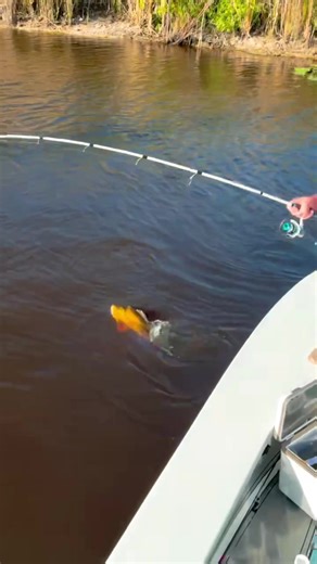 Epic Fishing Adventure in the Everglades with Tony