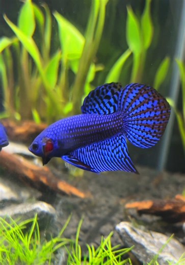 Setting Up a New Tank for Blue Alien Betta Fish