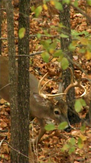 This years acorn crop will keep deer moving!