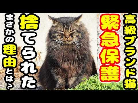 【捨て猫 緊急保護】執念の野良猫の保護 なぜ捨てるのか？保護後まさかの展開へ…
