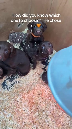 Choosing the Perfect Red Springer Spaniel Puppy