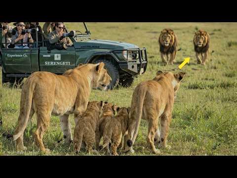 Two Lionesses Protecting Their Cubs as Danger Approaches | Maasai Mara National Reserve, Kenya